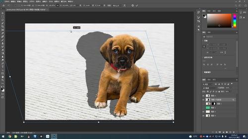 阳光下的真实视频教程,实战操作解析与技巧揭秘
