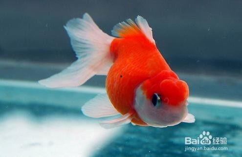 怎么养好金鱼视频教程,视频教程教你轻松养好金鱼