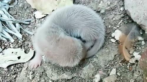 可怜的动物幼崽视频,动物幼崽视频引发网友心疼